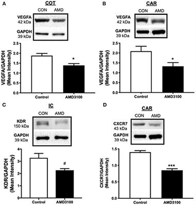 Inhibition of the C-X-C Motif Chemokine 12 (CXCL12) and Its Receptor CXCR4 Reduces Utero-Placental Expression of the VEGF System and Increases Utero-Placental Autophagy